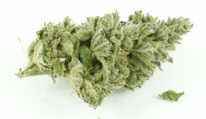 JasBud